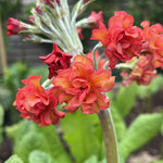 Primula Candlelight ‘Apricot’ – 5 Plug Plants | UK‑Bred Spring Primrose - FREE P&P