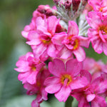 Primula Candlelight ‘Rose’ – 5 Plug Plants | UK‑Bred Spring Primrose - FREE P&P
