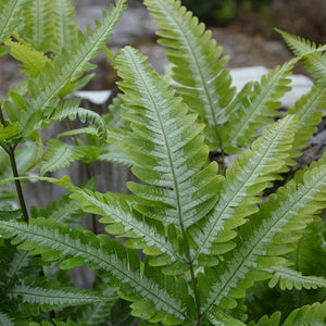 Pteris ‘Quadriaurita’ (Silver Brake Fern) x 5 Pack - 5cm Plants For Sale