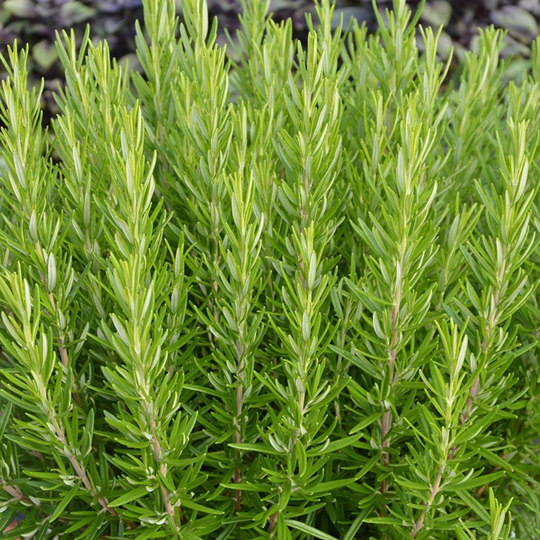 Rosemary 'Proper Job' x 10 Pack - 3cm Plug Plants For Sale