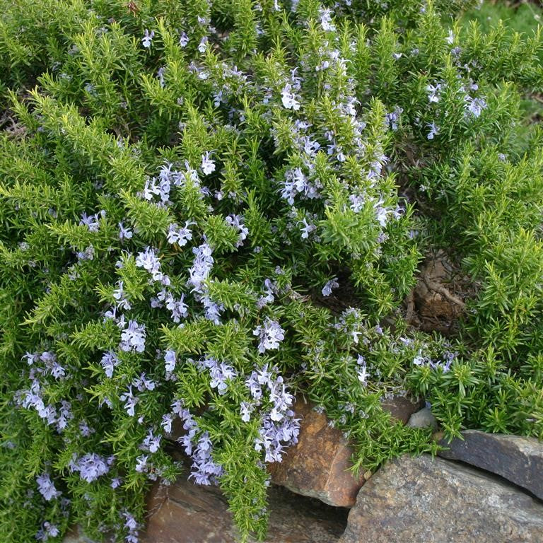 Rosemary officinalis 'Prostratus' x 10 Pack - 3cm Plug Plants For Sale