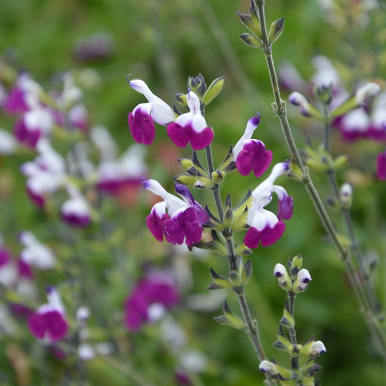 Salvia 'Amethyst Lips' x 3 Pack - 7cm Plants For Sale