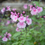 Salvia greggii ‘Angel Wings’ – Compact Flower‑Packed Plug Plants (5 Pack) - FREE P&P