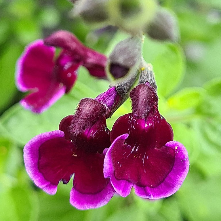 Salvia Blackberry Ripple Plug Plants | 3 Pack | Dartana – Dartana Plants