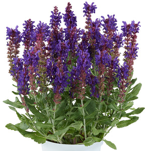 Salvia 'Dark Matter' x 5 Pack - 5cm JUMBO Plug Plants For Sale