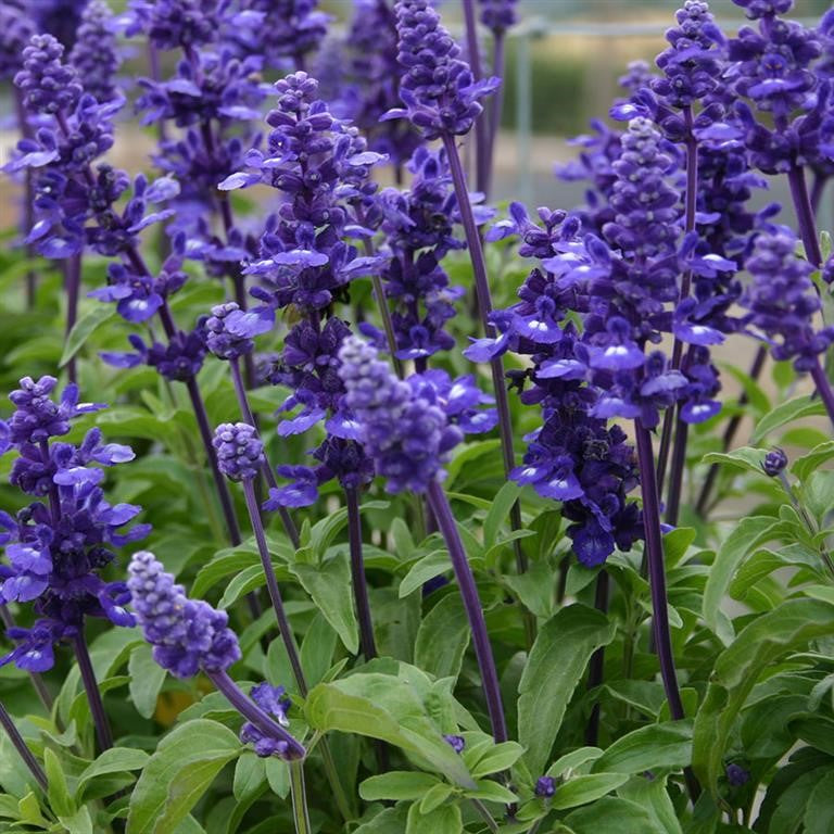 Salvia 'Midnight Candle' x 3 Pack - 7cm Plants For Sale