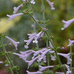 Salvia scabra ‘Good Hope’ – Pale Pink Hardy Salvia for Dry Gardens (3 Pack) - FREE P&P