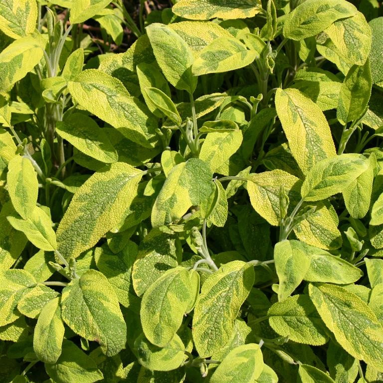 Sage officinalis 'Icterina (Gold)' 5 Pack - 5/5cm JUMBO Plug Plants For Sale