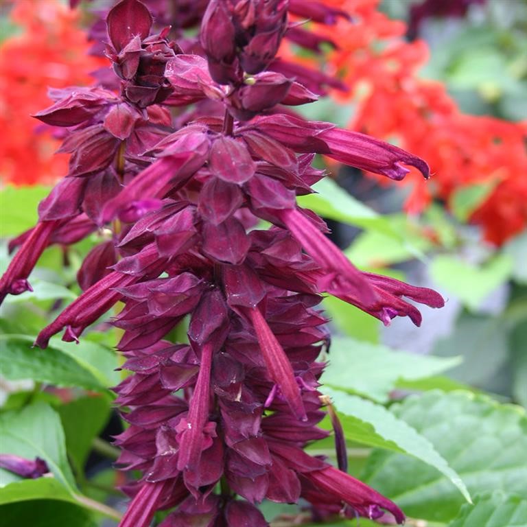 Salvia Go-Go 'Purple' x 5 Pack - 5cm Plants For Sale