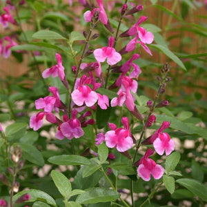 Salvia 'Icing Sugar' x 5 Pack - 5cm Plug Plants For Sale