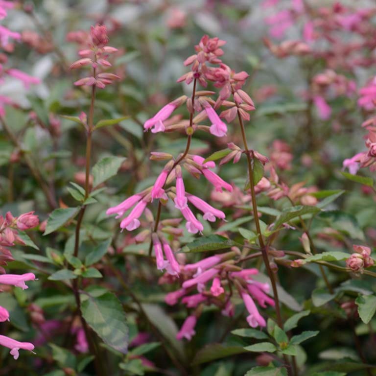 Salvia 'Kisses & Wishes' x 5 Pack - 5cm JUMBO Plug Plants For Sale