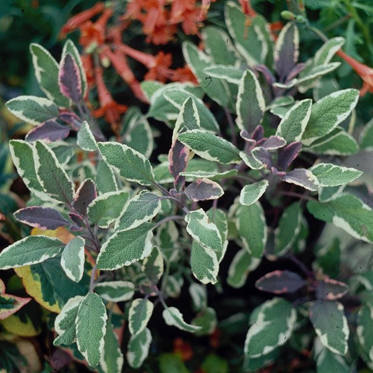 Sage officinalis 'Tricolor' 3 Pack - 7cm Plants For Sale