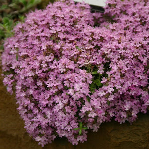 Thyme Bressingham Pink Herb x 5 Pack - 5cm Plug Plants For Sale FREE P&P