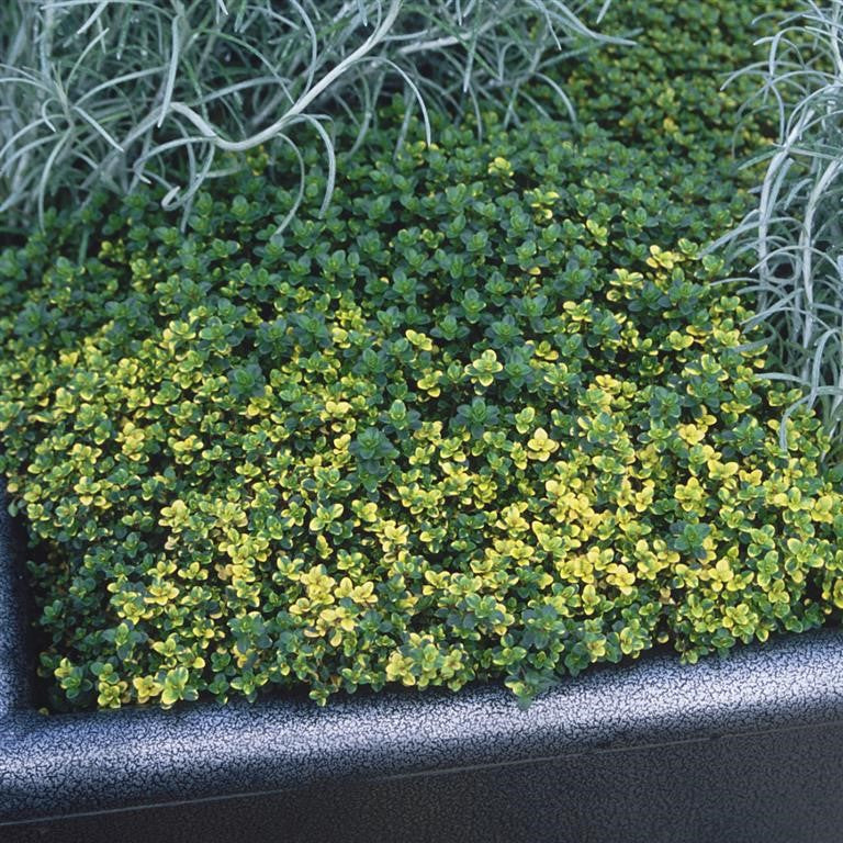 Thyme citriodorus 'Doone Valley'' x 5 Pack - 5cm Plug Plants For Sale