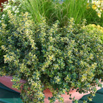 Thyme Golden Queen Herb x 5 Pack - 3cm Plug Plants FREE Postage