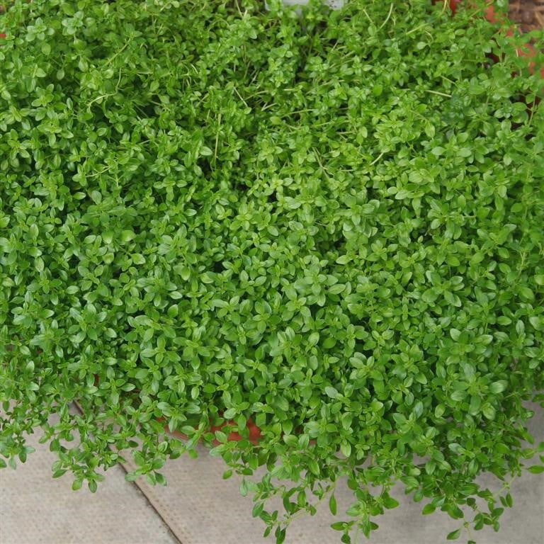 Thyme citriodorus Lemon Herb x 10 Pack - 3cm Plug Plants For Sale FREE P&P