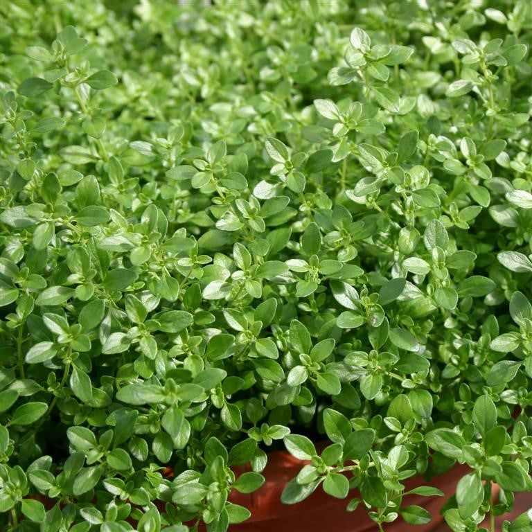 Thyme fragrantissimus 'Orange' x 5 Pack - 5cm JUMBO Plug Plants For Sale