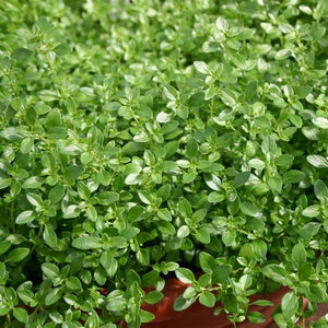 Thyme fragrantissimus 'Orange' x 5 Pack - 5cm JUMBO Plug Plants For Sale