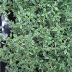 Thymus vulgaris 'Silver Posie' – 5 x 3cm Plug Plants - FREE P&P