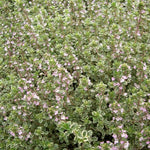 Thymus citriodorus 'Silver Queen' (Lemon Thyme) – 5 x 3cm Plug Plants - FREE P&P