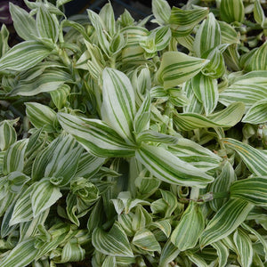 TRADESCANTIA 'Zebrina Blanc’ x 5 Pack - 5cm JUMBO Plug Plants For Sale