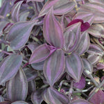 TRADESCANTIA Zebrina Bourdeaux Plants x 5 Pack - 5cm Plug Plants For Sale FREE P&P