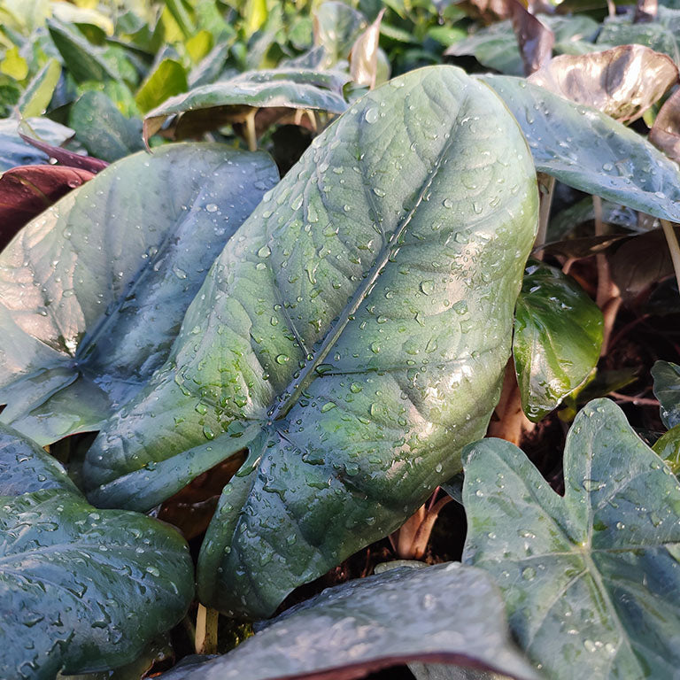 Alocasia 'Yucatan Princess' x 1 Pack - 11cm Potted Plant For Sale