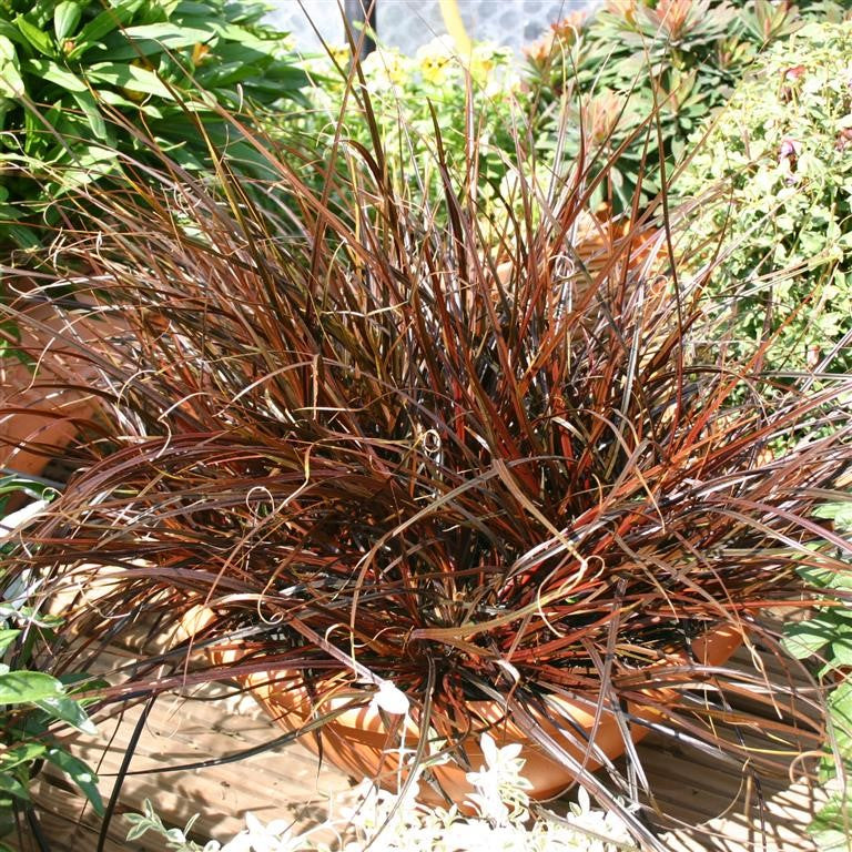 Uncinia uncinata rubra Plants x 5 Pack - 5cm Plug Plants For Sale FREE Postage