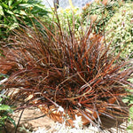 Uncinia uncinata rubra Plants x 5 Pack - 5cm Plug Plants For Sale FREE Postage