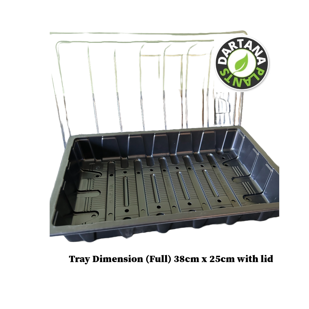 Full and Half Size Seed Tray Propagator With Watering Holes - Various Sizes and Quantities