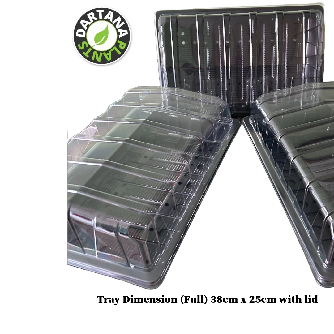 Full Size Seed Tray Propagator Lids - Various Quantities