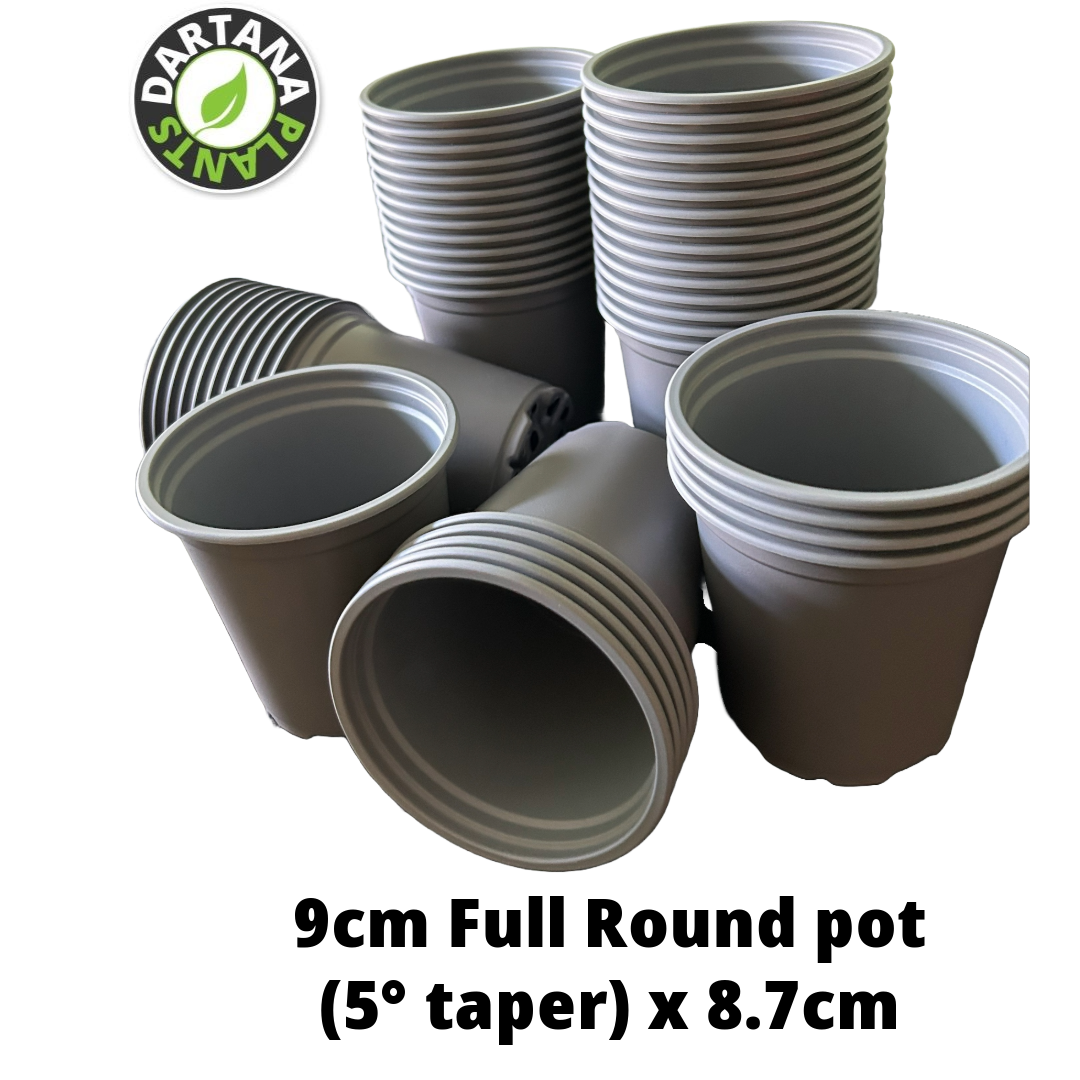 10 x 9 cm Plant Pots Royal Grey