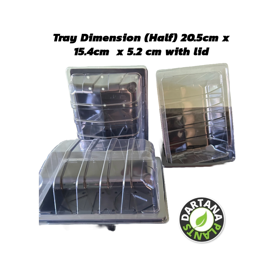 Full and Half Size Seed Tray Propagator With Watering Holes - Various Sizes and Quantities