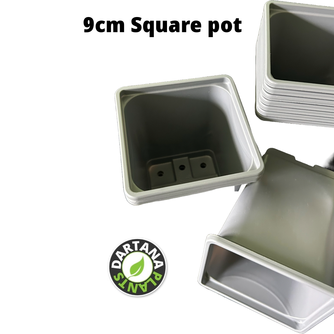 9 cm Square plastic pots Gray - 10 to 100 pots