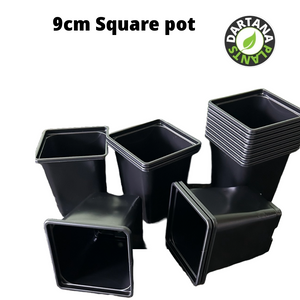 9 cm Square plastic pots Black or Gray - 10 to 100 pots