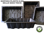 Colocasia ‘White Lava’ – 3 Pack - 5cm Plug Plants – FREE P&P