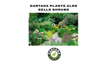 Sage officinalis Common 9 Pack - 3cm Plug Plants For Sale