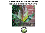 Sage officinalis Common 9 Pack - 3cm Plug Plants For Sale