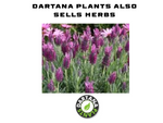 Delosperma Desert Dancers ‘Red’ – 5 Plug Plants | Hardy Ice Plant (3cm) – FREE P&P
