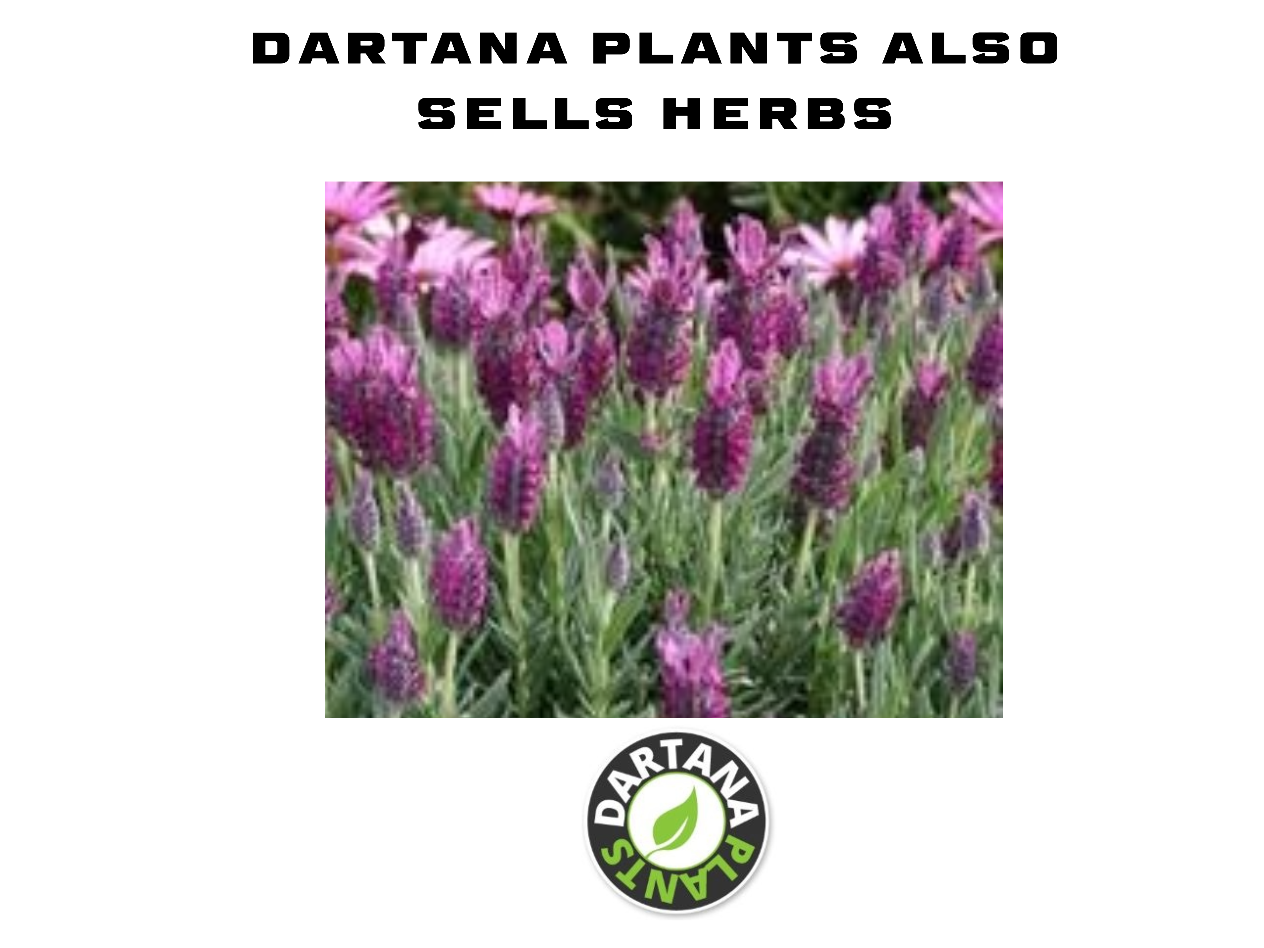 Lavender Munstead Herb Perennial x 9 Pack - 3cm Plants For Sale FREE P&P