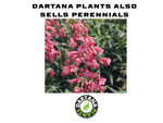 Delosperma Desert Dancers ‘Red’ – 5 Plug Plants | Hardy Ice Plant (3cm) – FREE P&P
