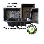 Aeonium arboreum Tip Top - Pack of 5 x 5cm Plug Plants - FREE Delivery