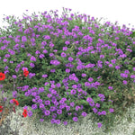 Verbena ‘Homestead Purple’ x 9 Pack – 3cm Plug Plants - FREE P&P