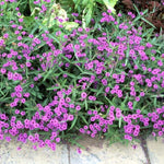 Verbena rigida Plug Plants – 5 Pack - 5cm Plug Plant - FREE P&P