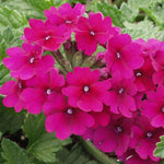 Verbena Superbena® ‘Burgundy’ – 9 Plug Plants | Long‑Flowering Verbena (3cm) – FREE P&P
