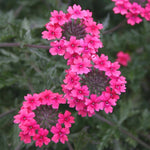 Verbena ‘Sissinghurst’ x 9 Pack – 3cm Plug Plants - FREE P&P