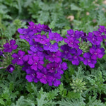 Verbena Vepita® ‘Blue Violet’ – 9 Plug Plants (3cm) Trailing Verbena | Free P&P
