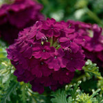 Verbena Vepita® ‘Dark Red’ – 9 Plug Plants (3cm) Trailing Verbena | Free P&P