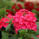 Verbena Vepita® ‘Hot Pink’ Plug Plants – Trailing Summer Colour x9 - FREE P&P