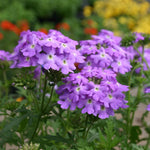 Verbena Vepita® ‘Lavender’ Plug Plants – Trailing Summer Colour x9 - FREE P&P